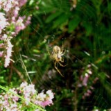 0508F 24 vor Lueneburg